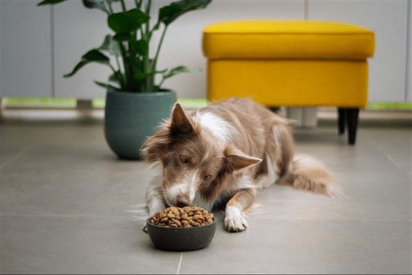 Næringsrigt foder til menneskets bedste ven