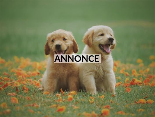 Overvejer I at få hund?