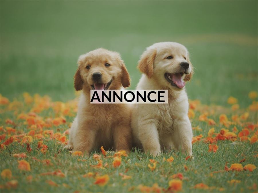 Overvejer I at få hund?