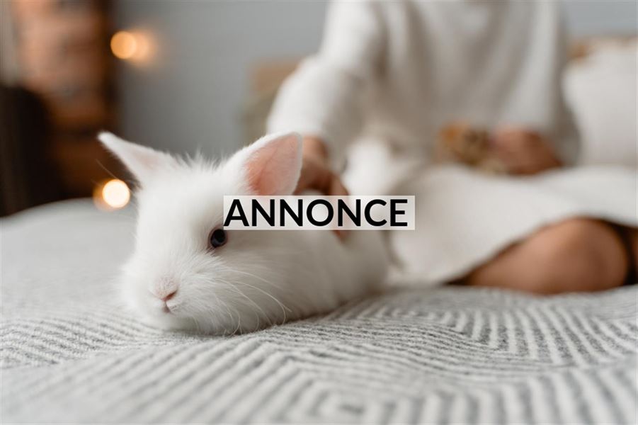 Skal du have en gnaver som dit næste kæledyr?